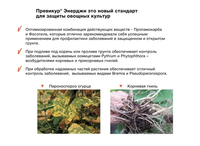 Фитофтора на огурцах в теплице: причины появления, признаки поражения, чем  обработать, как бороться, народными средствами
