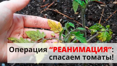 Заболевание огурцов | Пикабу