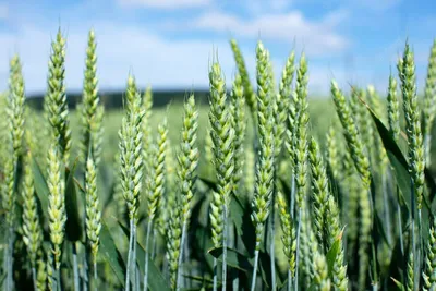 Средства защиты пшеницы в фазе флагового листа | поле.рф | Дзен