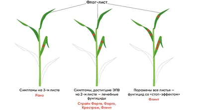 Как выбрать фунгицид для яровой пшеницы?