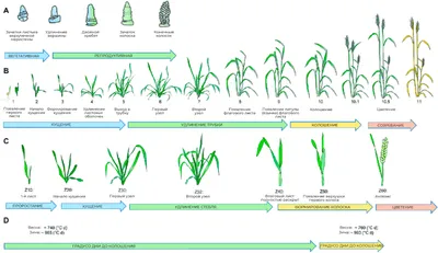 Критические фазы развития озимой пшеницы: кратко о самом важном
