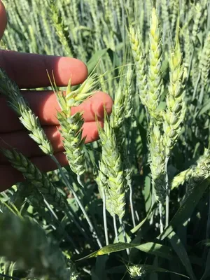 Фунгицидная защита озимой пшеницы Льговская 4. Сравнение вариантов - YouTube