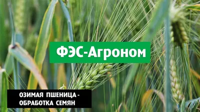 ГлавАгроном - Повреждения озимой пшеницы заморозками на разных стадиях  развития