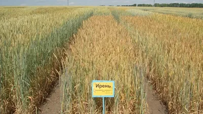 Озимая пшеница. Агроцентр Барнаул 2023 | «Сингента» в России