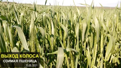 Семена озимой пшеницы \"Гром\" ЭС, цена в Самаре от компании Семилукская  семеноводческая станция