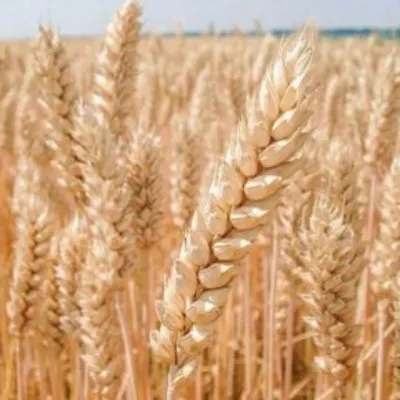Фунгицидный щит для пшеницы | Журнал BETAREN аgro - выпуск март 2023 № 2  (44)