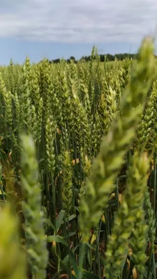 Посев, выращивание и удобрение озимой пшеницы - Dr Green