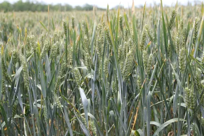 Важнейшие фазы формирования урожая озимой пшеницы | Журнал агронома | Дзен