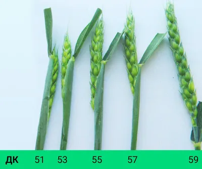 Диагностика стадий развития озимой пшеницы по шкале ВВСН. Методическое  пособие - Агропортал та комунікаційна платформа для спілкування агрономів  та виробників насіння, засобів захисту рослин та добрив - Скажений Агроном