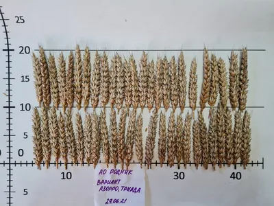 Вариант системы защиты озимой пшеницы. Результаты опыта | Щелково Агрохим |  Дзен