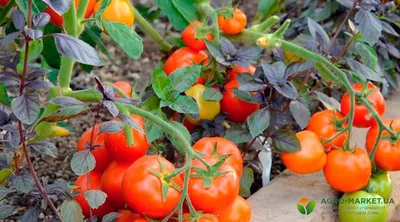 Урожайные сорта ранних томатов – Fazenda