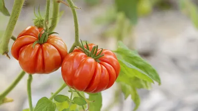 Урожайные сорта ранних томатов - полезные статьи о садоводстве от  Agro-Market