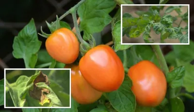 Как обрезать помидоры и обрывать листья - Agro-Market24