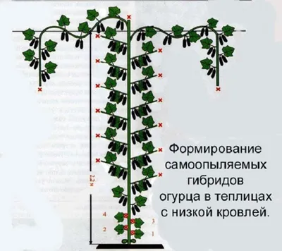 Выращивание огурцов в теплице: правила, советы, рекомендации