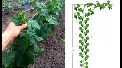 Нужно ли удалять у огурцов листья и усики. Как мы формируем огурцы в теплице  | Сад Жизни | Дзен