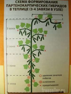 Обрезка и формирование огурцов в теплице | Тепличное садоводство, Сад на  балконе квартиры, Садоводство