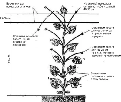 Вырастить огурцы на шпалере в открытом грунте | naidy-garden.ru