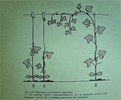 Огурец обыкновенный — Википедия