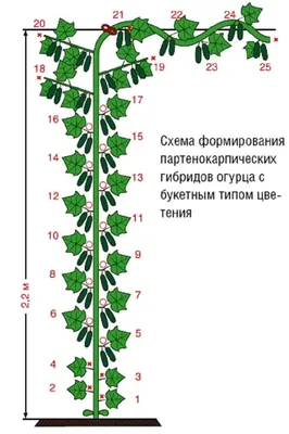 Высота шпалеры при выращивании культуры огурца | Гавриш