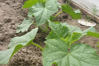 Как вырастить томаты и огурцы в одной теплице
