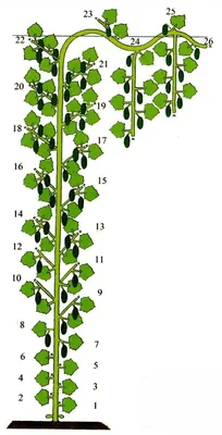 Как формировать партенокарпические огурцы