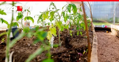 Выращиваем огурцы в теплице: основные агротехнические приёмы -  Рамблер/женский