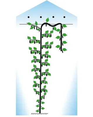Как провести формирование огурцов в теплице если уже есть цветы, усы и  пасынки. Простая схема | Моя успешная дача | Дзен