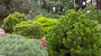 Формирование кроны сосны веной обламыванием молодых побегов на верхушках  веток. Для пышности и ограничения высоты | Огородная фанатка | Дзен