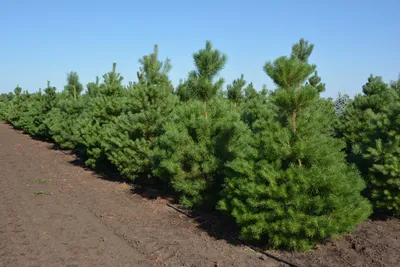 Формирование сосны в стиле ниваки | Feel Green | Дзен