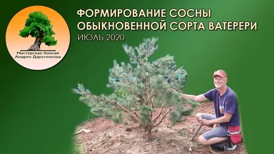 Рекомендации по уходу за уличным бонсай - Сосна (Pinus)