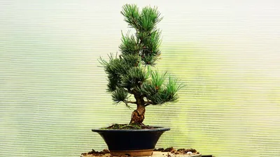 bonsai of February: Сосна обыкновенная, Первичное формирование.