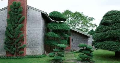 Формирование сосны мелкоцветной - Bonsai Sale