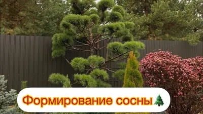 ФОРМИРОВАНИЕ СОСНЫ🌲 - YouTube