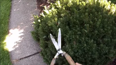 Питомник растений Green Life - Формовочная обрезка хвойных. Как правильно  сделать ниваки из сосны ? 📌Что такое ниваки - это особенный стиль  формирования лиственных и хвойных растений. Используется этот стиль в  японских