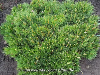 Ниваки из сосны обыкновенной своими руками (много фото) - treepics.ru
