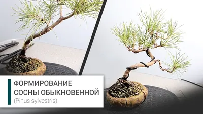 Формирование хвойных и лиственных растений