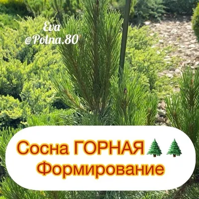 Бонсай из сосны выращивание и уход | Кокедама ру