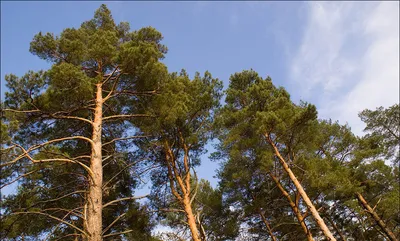 Формирование сосны в стиле ниваки | Feel Green | Дзен