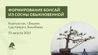 Услуги по обрезке сосен любой степени сложности - СпилСервис