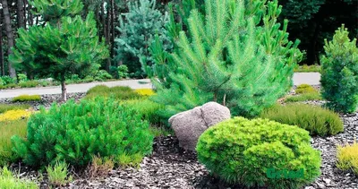 Формирование сосны в стиле ниваки | Feel Green | Дзен