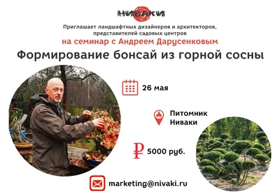 Кедр Сибирский (Сосна кедровая) 13 фото: посадка, уход, стрижка и  использование в ландшафтном дизайне