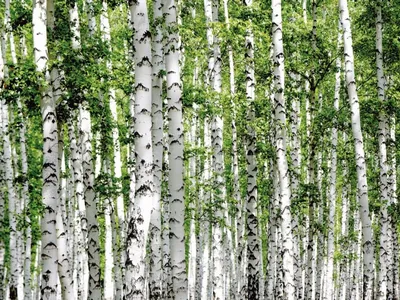Фотошпалери Природа берези на стіну. Купити фотошпалери Природа берези в  інтернет-магазині WallArt