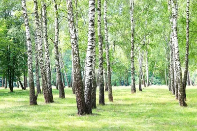 Фотообої Берези купити на стіну • Еко Шпалери
