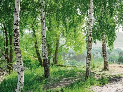 Фотошпалери Красиві берези на стіну. Купити фотошпалери Красиві берези в  інтернет-магазині WallArt