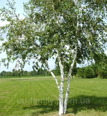 Саджанці Берези, Зелена Бородавчаста Класична Саджанці 1м20-1м50 — Купити  на BIGL.UA ᐉ Зручна Доставка (1283974222)