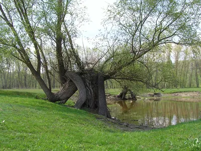 Фотошпалери Берези на стіну. Купити фотошпалери Берези в інтернет-магазині  WallArt