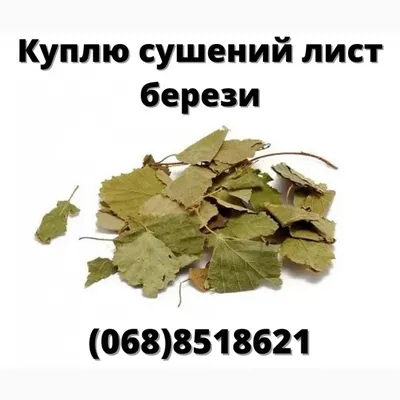 Фотошпалери простий папір Російські берези 16 аркушів 280 см х 196 см  (121092) – Шнури і шпалери