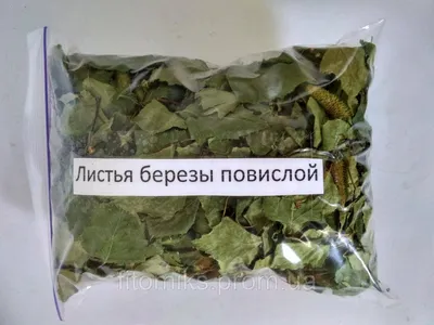 Картина Берези ᐉ Радчук Наталія ᐉ онлайн-галерея Molbert.