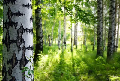 Фото берези фотографии