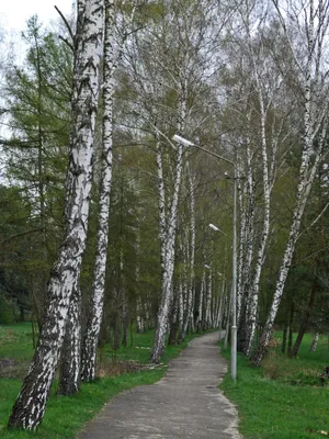 File:Берези в парку санаторію \"Шкло\".jpg - Wikimedia Commons